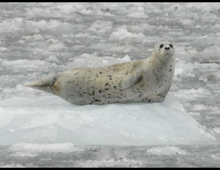 A harbor seal rests on an iceberg in Southeast Alaska’s Glacier Bay National Park and Preserve. Photo by Jamie Womble.