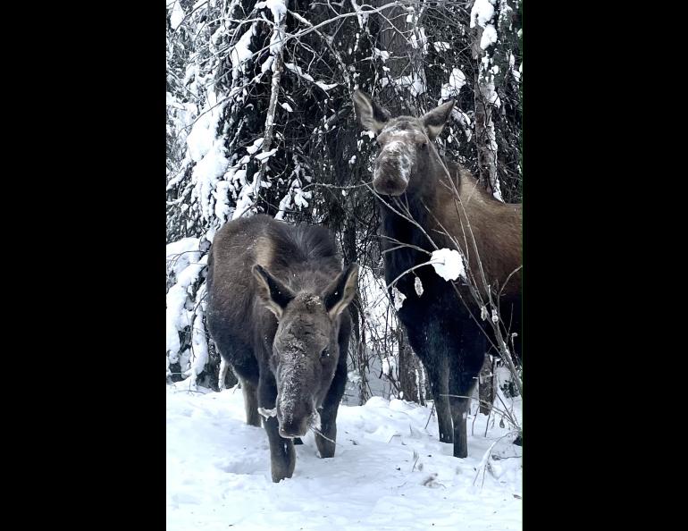 Two moose eat willow twigs outside a Fairbanks home at minus 40 degrees F. A local biologist once calculated that a moose eats the equivalent of a large garbage bag full of frozen twigs each winter day. Photo by Ned Rozell.