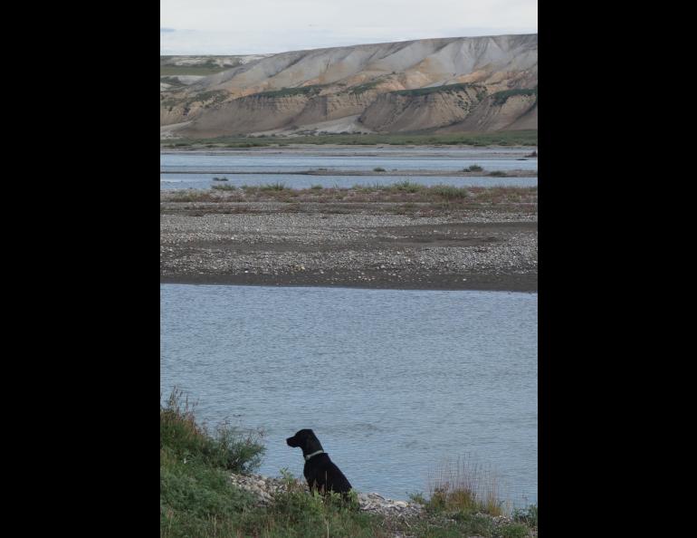 Cora the Lab/blue heeler mix across the Sagavanirktok River from Franklin Bluffs about 30 miles from Prudhoe Bay. Photo by Ned Rozell.