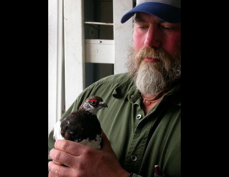 Steve Ebbert with an Evermann’s rock ptarmigan he captured on Attu and transported to Agattu in 2004. Photo by Ned Rozell.