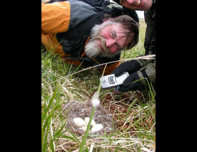 Steve Ebbert and Jeff Williams marking a Aleutian cackling goose nest they found on Nizki Island in 2004. Photo by Ned Rozell.