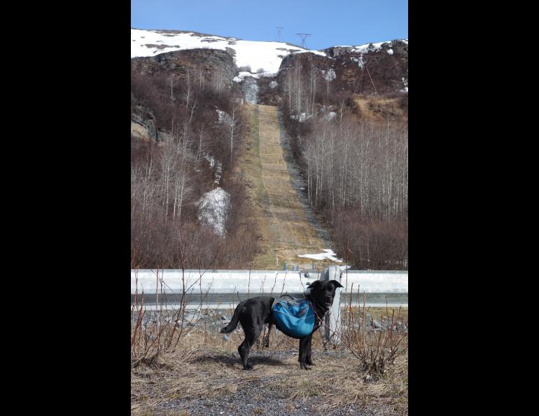 Cora the lab/blue heeler mix deciding to avoid the pipeline's path up Thompson Pass northeast of Valdez. She and Ned Rozell walked the Richardson Highway instead. Photo by Ned Rozell.